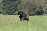 BOUVIER DES FLANDRES 087